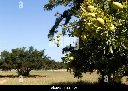 ARGAN ÖL, SÜD ESSAOUIRA MOGADOR, MAROKKO, NORDAFRIKA Stockfoto