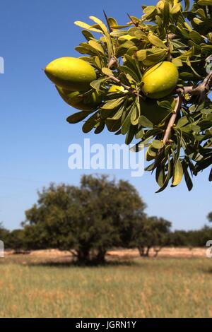 ARGAN ÖL, SÜD ESSAOUIRA MOGADOR, MAROKKO, NORDAFRIKA Stockfoto