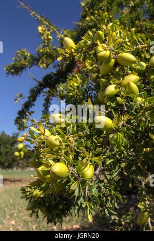 ARGAN ÖL, SÜD ESSAOUIRA MOGADOR, MAROKKO, NORDAFRIKA Stockfoto