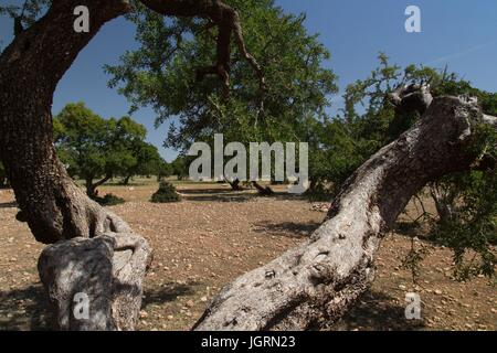 ARGAN ÖL, SÜD ESSAOUIRA MOGADOR, MAROKKO, NORDAFRIKA Stockfoto