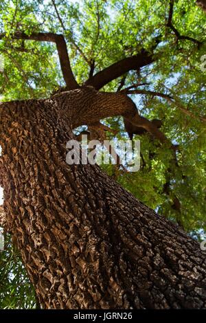 ARGAN ÖL, SÜD ESSAOUIRA MOGADOR, MAROKKO, NORDAFRIKA Stockfoto