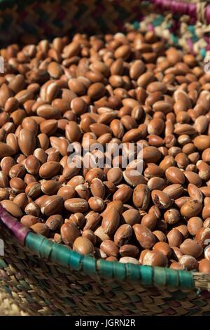 ARGAN ÖL, SÜD ESSAOUIRA MOGADOR, MAROKKO, NORDAFRIKA Stockfoto