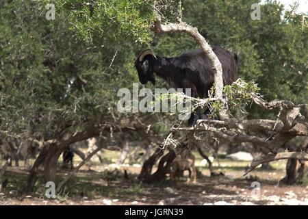 ARGAN ÖL, SÜD ESSAOUIRA MOGADOR, MAROKKO, NORDAFRIKA Stockfoto