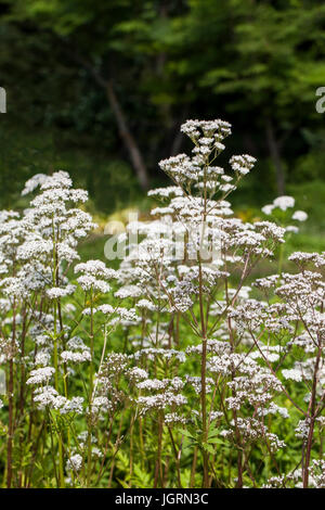 Blumen von Valeriana officinalis oder Baldrian Pflanzen, verwendet in der Kräutermedizin Schlaflosigkeit zu behandeln, in die Kräuter Garten im Sommer Stockfoto