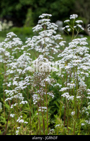 Blumen von Valeriana officinalis oder Baldrian Pflanzen, verwendet in der Kräutermedizin Schlaflosigkeit zu behandeln, in die Kräuter Garten im Sommer Stockfoto