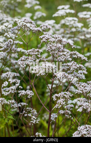 Blumen von Valeriana officinalis oder Baldrian Pflanzen, verwendet in der Kräutermedizin Schlaflosigkeit zu behandeln, in die Kräuter Garten im Sommer Stockfoto