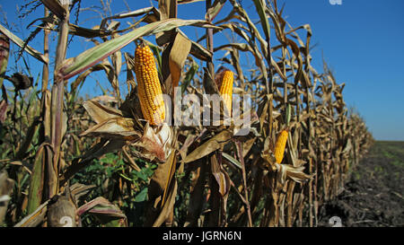 Reifer Mais Maiskolben im bebauten Bereich Landwirtschaft bereit für die Ernte. Stockfoto