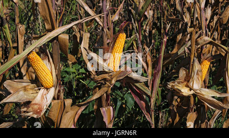 Reifer Mais Maiskolben im bebauten Bereich Landwirtschaft bereit für die Ernte. Stockfoto