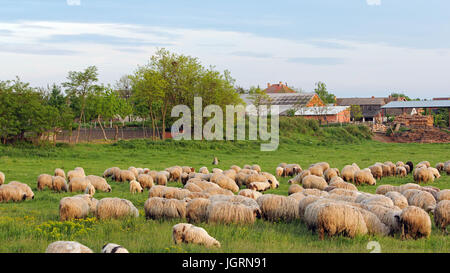 Herde von Schafen bei Sonnenuntergang mit Bauernhöfen im Hintergrund. Stockfoto