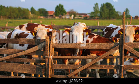 Melken Kühe im Freien. Herde der Kühe auf der Weide. Kühe im Freien. Gesunde Haustiere auf Sommerweide. Stockfoto