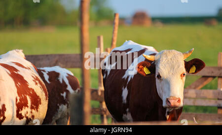 Im freien Kuh zu melken. Herde der Kühe auf der Weide. Kühe im Freien. Gesunde Haustiere auf Sommerweide. Stockfoto