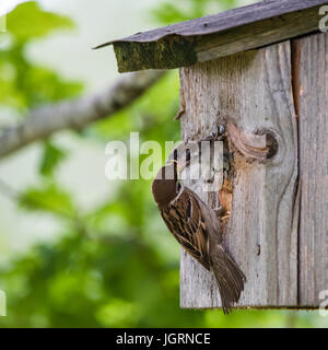 Der eurasischen Baum Sperling (Passer Montanus) den hungrigen eingebettet auf halbem Wege außerhalb der Nistkasten mit defokussierten Eichenlaub im Hintergrund Stockfoto