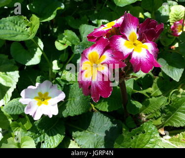 Magenta und weiße Blüten mit gelben Zentrum Stockfoto