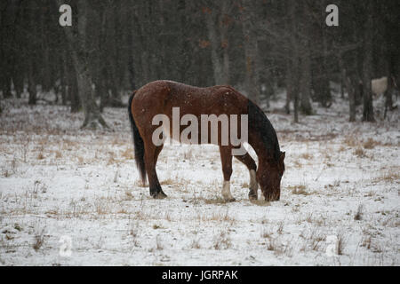 Quarter Horse (Equus Caballus) mit Schnee auf seinen zurück Essen in Wisconsin Schnee bedeckt Weide Stockfoto