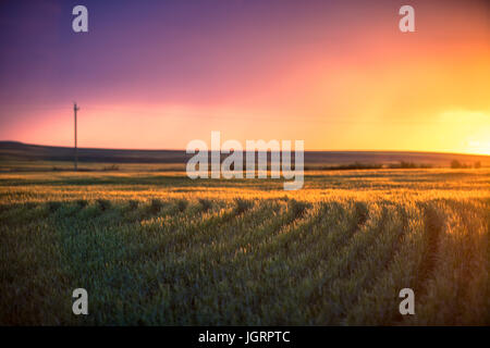 Eine alte Scheune steht alleine mitten in der Prärie von Alberta aus einer Zeit lange vorbei, gewaschenen in eine brillante Decke Farbe Sommer Sonnenuntergang. Stockfoto