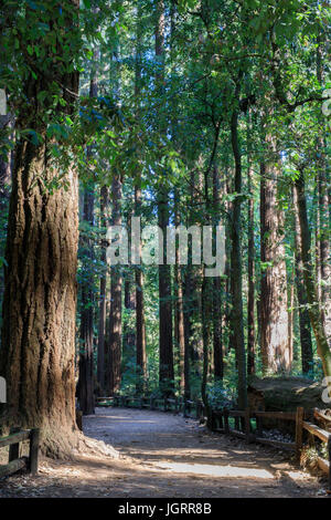 Redwood-Pfad. Stockfoto