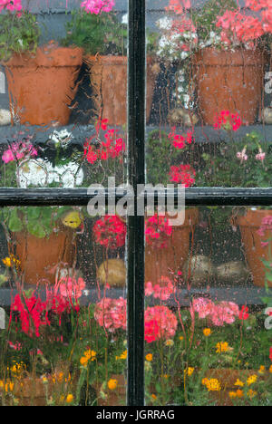 Topfpflanzen Geranien durch Gartenhaus Fenster in Regen Stockfoto