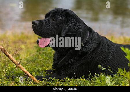 großer schwarzer Hund Labrador Retriever, Erwachsene reinrassigen Lab im grünen Sommerpark auf dem Rasen in der Sonne Stockfoto