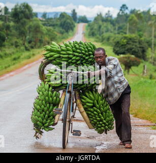 KISORO, UGANDA, Afrika - 10. Mai 2013: Kisoro. Uganda. Der junge Mann ist glücklich mit dem Fahrrad auf der Straße ein großes Verknüpfung von Bananen auf dem Markt zu verkaufen Stockfoto