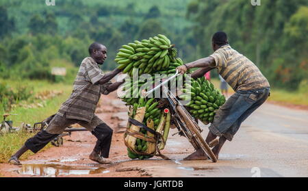 KISORO, UGANDA, Afrika - 10. Mai 2013: Kisoro. Uganda. Der junge Mann ist glücklich mit dem Fahrrad auf der Straße ein großes Verknüpfung von Bananen auf dem Markt zu verkaufen Stockfoto