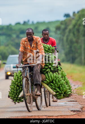 KISORO, UGANDA, Afrika - 10. Mai 2013: Kisoro. Uganda. Der junge Mann ist glücklich mit dem Fahrrad auf der Straße ein großes Verknüpfung von Bananen auf dem Markt zu verkaufen Stockfoto