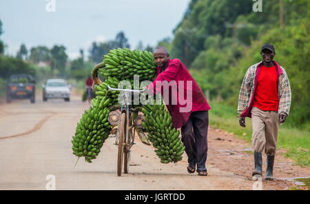 KISORO, UGANDA, Afrika - 10. Mai 2013: Kisoro. Uganda. Der junge Mann ist glücklich mit dem Fahrrad auf der Straße ein großes Verknüpfung von Bananen auf dem Markt zu verkaufen Stockfoto