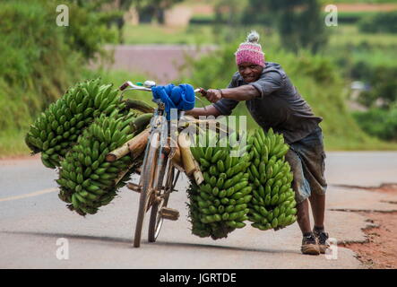 KISORO, UGANDA, Afrika - 10. Mai 2013: Kisoro. Uganda. Der junge Mann ist glücklich mit dem Fahrrad auf der Straße ein großes Verknüpfung von Bananen auf dem Markt zu verkaufen Stockfoto