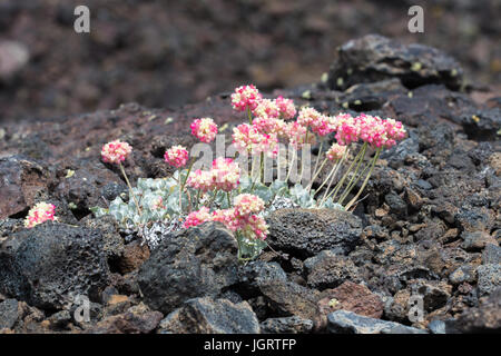 Rosa Kissen Buchweizen (Eriogonum Ovalifolium) im Krater des Moon National Monument & bewahren, Idaho, USA Stockfoto