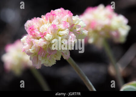 Nahaufnahme von rosa Kissen Buchweizen (Eriogonum Ovalifolium) im Krater des Moon National Monument & Preserve, Idaho, USA Stockfoto