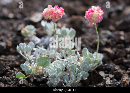 Nahaufnahme von rosa Kissen Buchweizen (Eriogonum Ovalifolium) im Krater des Moon National Monument & Preserve, Idaho, USA Stockfoto