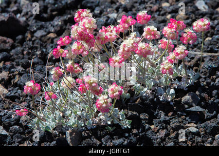 Nahaufnahme von rosa Kissen Buchweizen (Eriogonum Ovalifolium) im Krater des Moon National Monument, Idaho, USA Stockfoto