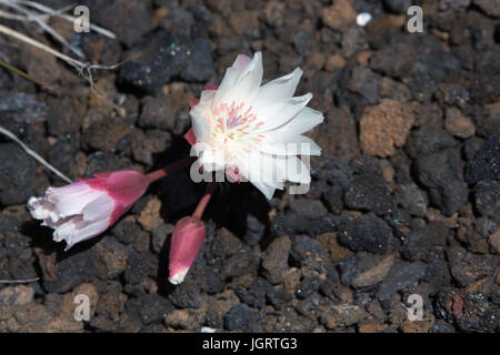 Nahaufnahme der Bitterroot (Lewisia Rediviva) im Krater des Moon National Monument & Preserve, Idaho, USA Stockfoto