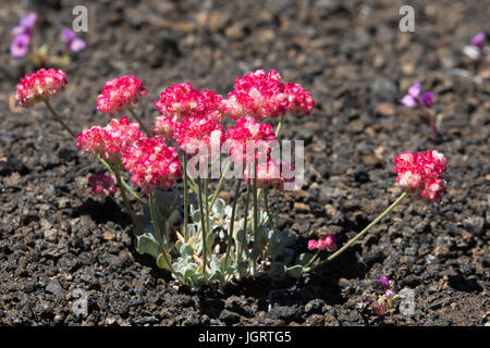 Nahaufnahme von rosa Kissen Buchweizen (Eriogonum Ovalifolium) im Krater des Moon National Monument, Idaho, USA Stockfoto