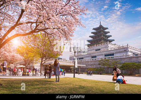 SEOUL - 10. April 2016: Gyeongbokgung Palast mit Cherry Blossom in Federweg von Korea, 10. April 2016 in Seoul, Südkorea. Stockfoto