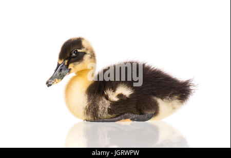 Niedliche kleine gelbe Neugeborene Entlein isoliert auf weißem Hintergrund. Frisch geschlüpfte Entenküken auf einer Hühnerfarm. Stockfoto