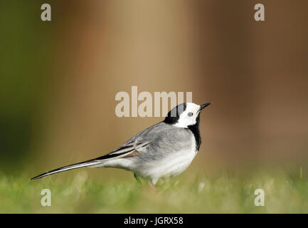 Weiße Bachstelze, Motacilla Alba, auf dem grünen Rasen in Finnland. Stockfoto