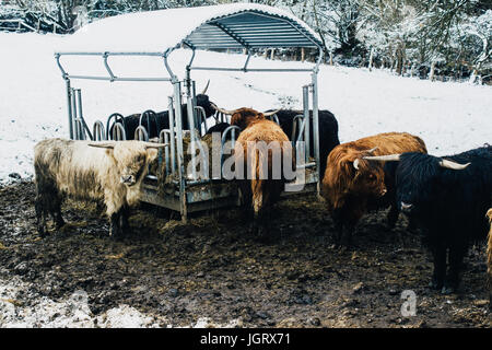 Herde der schottischen Highland Kühe in einer Winterlandschaft mit Schnee. Stockfoto
