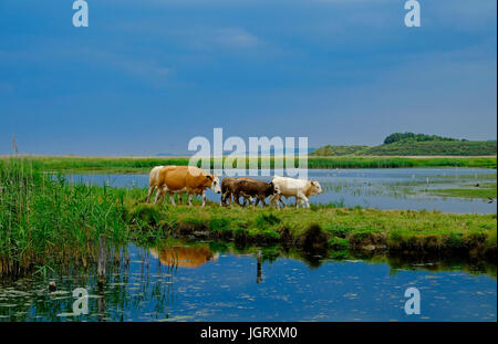 Rinder grasen auf Cley Naturschutzgebiet, North Norfolk, england Stockfoto