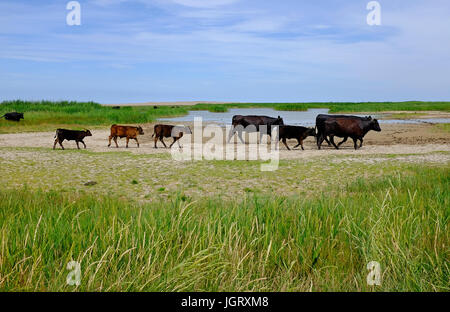 Rinder grasen auf Cley Naturschutzgebiet, North Norfolk, england Stockfoto