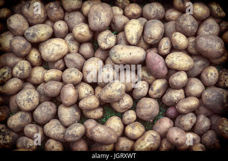 Hintergrund der frisch gegrabene Kartoffeln. Kartopli vor der Landung auf dem Feld. Getönte Foto Dorfleben. Stockfoto