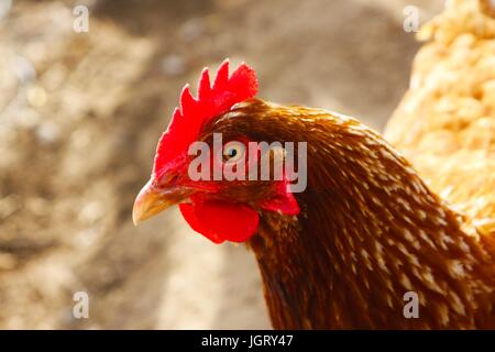 Ein Huhn schaut neugierig in eine Kamera Stockfoto