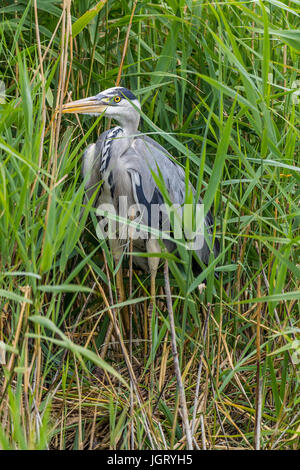 Heron grau Ardea Cinirea versteckt im Röhricht im London Wetland Centre. Langbeinige mit Dolch wie gelben Schnabel schwarz und blau grauen und weißen Gefieder. Stockfoto