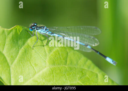 Variable Damselfly, Coenagrion Pulchellum. Männlich. Norfolk Broads, UK. Juni Stockfoto