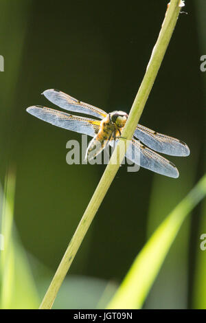 Vier-spotted Chaser, Libellula Quadrimaculata Form Praenubila, männlich. Norfolk Broads, UK. Juni. Stockfoto