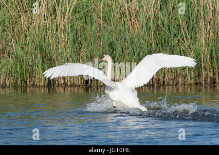 Höckerschwan Cygnus Olor, Landung auf dem Fluss Ant, Norfolk Broads, UK. Juni. Stockfoto