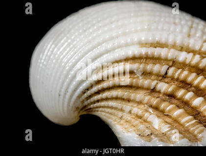 Spiral-Muschel auf goldenen Schnitt Spirale Ernte, schwarzer Hintergrund, gelb und weiß Farbe, mit einem kleinen Riss auf der Schale, Details und Textur Stockfoto