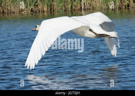 Höckerschwan, Cygnus Olor, fliegen über den Fluss Ant, Norfolk Broads, UK. Juni. Kommen, um zu landen. Stockfoto