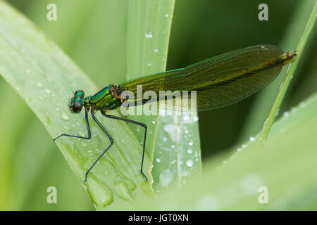 Agrion gebändert oder gebändert Prachtlibelle Calopteryx Splendens, Weiblich, Damselfly, Norfolk Broads, Juni. Ruhen Sie sich nach Regen. Stockfoto