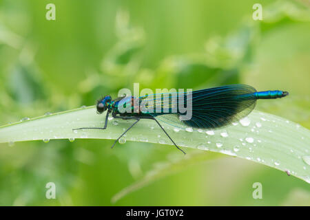 Agrion gebändert oder gebändert Prachtlibelle Calopteryx Splendens, Männlich, Damselfly, Norfolk Broads, Juni. Ruhen Sie sich nach Regen. Stockfoto