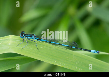 Variable Damselfly, Coenagrion Pulchellum. Männlich. Norfolk Broads, UK. Juni Stockfoto